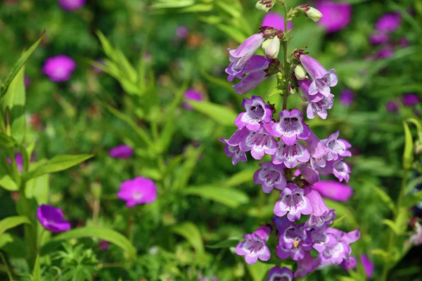 Paarse Klokbloemen Met Wit Centrum Mendocino Coast Botanical Garden Californië — Stockfoto