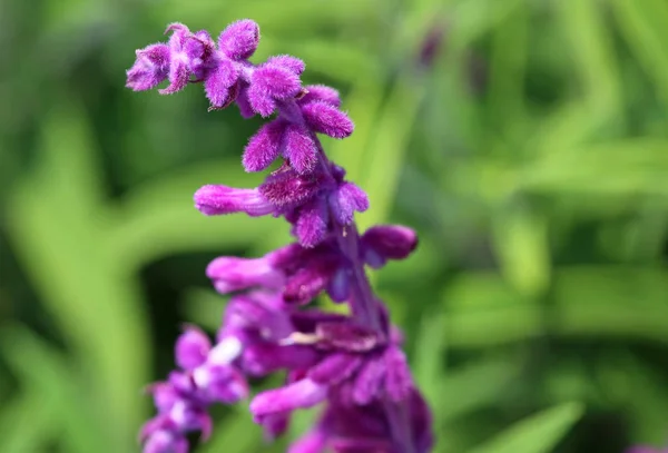 Salvia Violette Gros Plan Mendocino Coast Botanical Gardens Californie — Photo