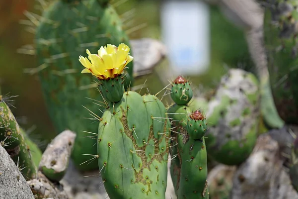 Yellow Blooming Prickly Pear Mendocino Coast Botanical Gardens California — Stock Photo, Image