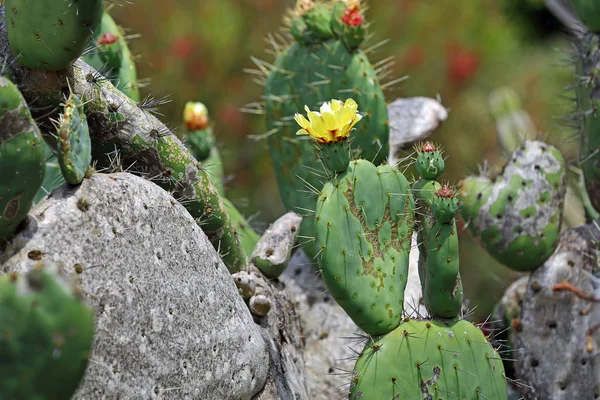 Cactus Stone Mendocino Coast Botanical Gardens California — Stock Photo, Image