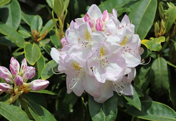 白色粉红杜鹃花 加利福尼亚门多诺海岸植物园 — 图库照片