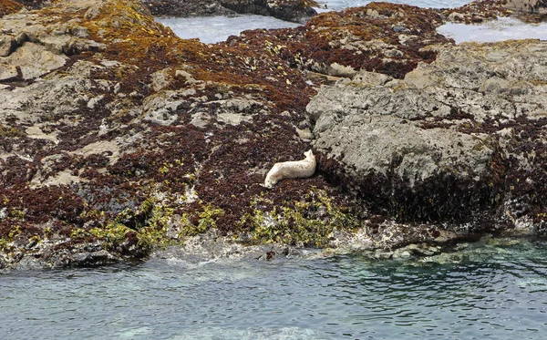 Seal Rock Glass Beach Mendocino County California — Stock Photo, Image