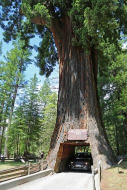 Ağacın altında araba sürerken - Leggett, California