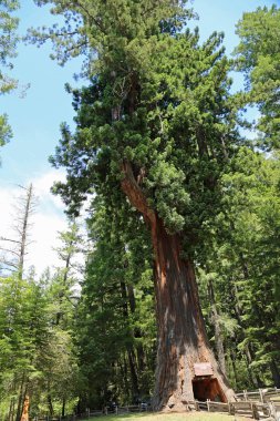 Chandelier Tree dikey - Drive-thru Tree - Leggett, California
