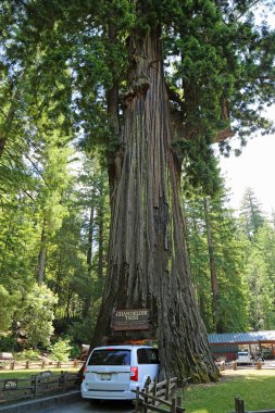 Beyaz araba Chandelier Tree 'ye çarpıyor - Arabalı araç - Leggett, California