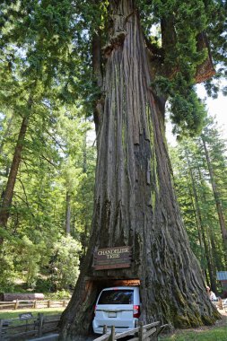Beyaz araba Chandelier ağacının altında - Arabacı - Leggett, California