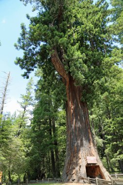 Dikey sürüş ağacı - Leggett, California