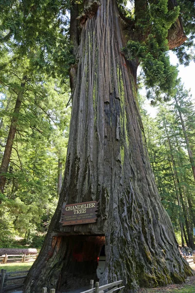 Avize ağacı dikey - Arabaya servis ağacı - Leggett, California
