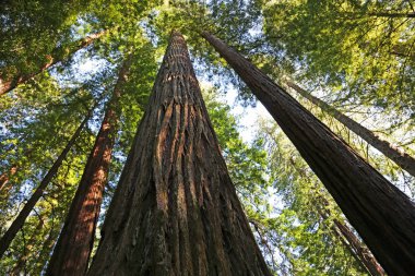 Giants sequoia sapları - Giants Bulvarı, Humboldt County, California