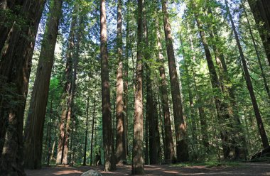 Bolling Grove - Giants Bulvarı, Humboldt County, Kaliforniya