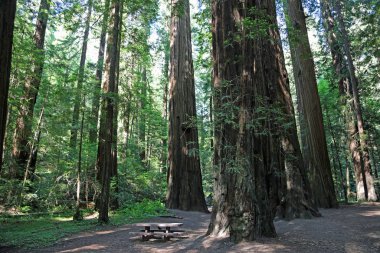 Humboldt Redwood State Park 'taki piknik alanı - Giants Bulvarı, Humboldt County, California