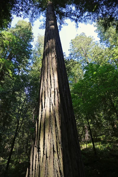 Giant Sequoia Vertical Avenue Giants Humboldt County California — Stock Photo, Image