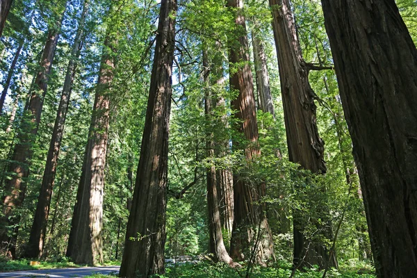 レッドウッドの森 カリフォルニア州ハンボルト郡ジャイアンツの街 — ストック写真