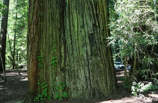 Big Sequoia Stem Redwood National Park California — Foto Stock