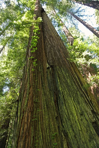 Zwei Bäume Wie Einer Redwood National Park Kalifornien — Stockfoto