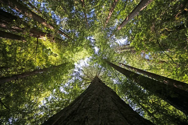 Looking up redwood tree - Redwood National Park, California