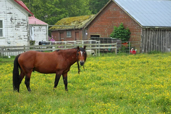 Brązowy Koń Centerville Kalifornia — Zdjęcie stockowe