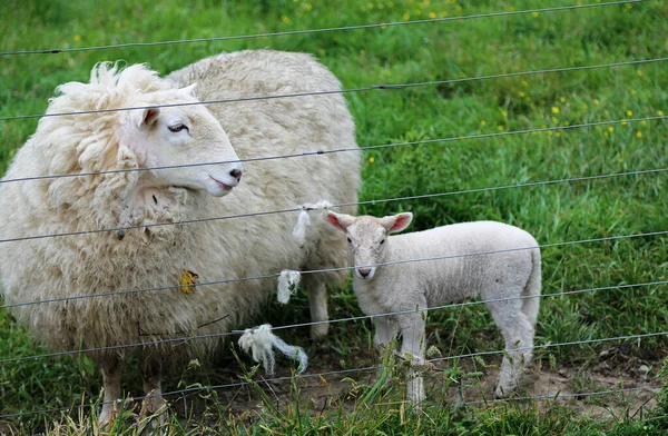 绵羊和羊肉 加利福尼亚州Centerville — 图库照片