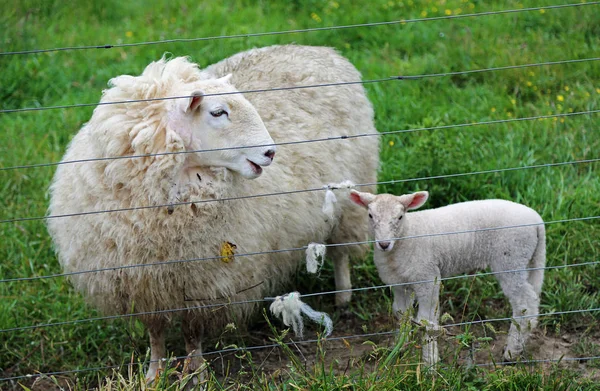 围栏后面的羊和羊羔 加利福尼亚州Centerville — 图库照片