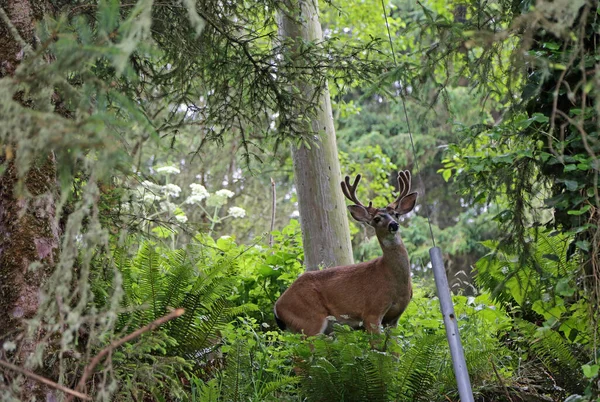 Young Deer Centerville California — Stock Photo, Image