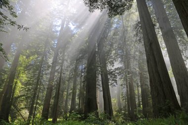 Ormanda sabah güneşleri - Lady Bird Johnson Grove, Redwood Ulusal Parkı, Kaliforniya