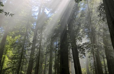 Ağaçlar ve güneş ışınları - Lady Bird Johnson Grove, Redwood Ulusal Parkı, Kaliforniya
