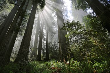 Güneş ışınları ve orman - Lady Bird Johnson Grove, Redwood Ulusal Parkı, Kaliforniya