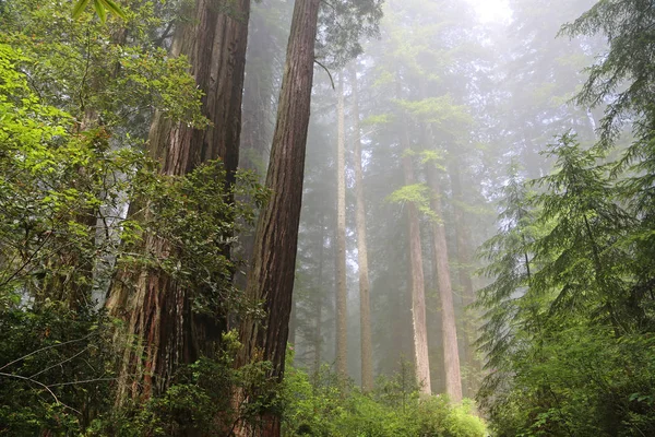 Mañana Bosque Lady Bird Johnson Grove Redwood National Park California —  Fotos de Stock
