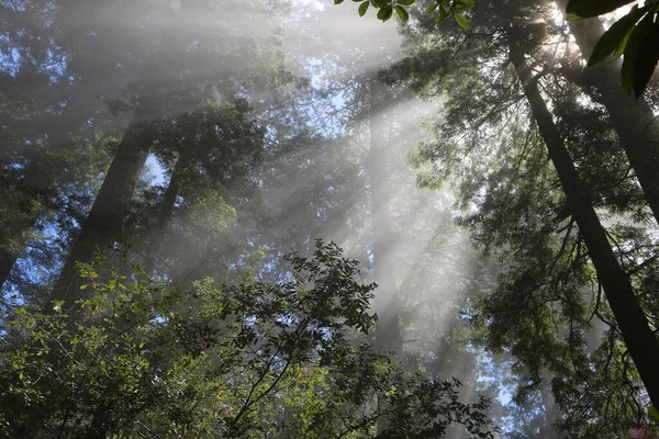 Sunrays in the forest - The Lady Bird Johnson Grove, Redwood National Park, California