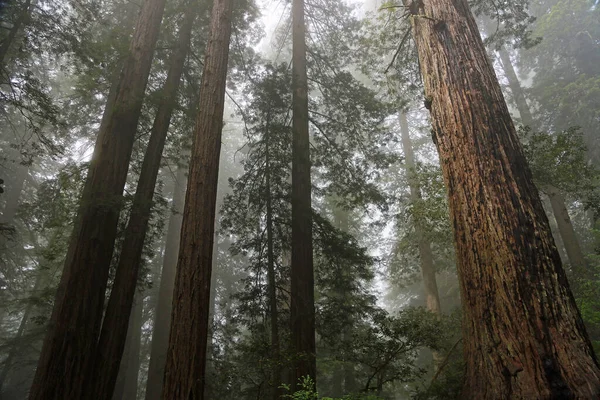 Sekvojovém Lese Lady Bird Johnson Grove Národní Park Redwood Kalifornie — Stock fotografie