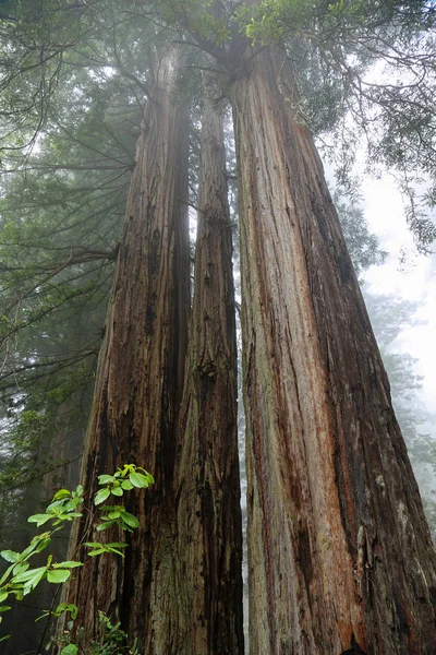 Three sequoia trees - The Lady Bird Johnson Grove, Redwood National Park, California