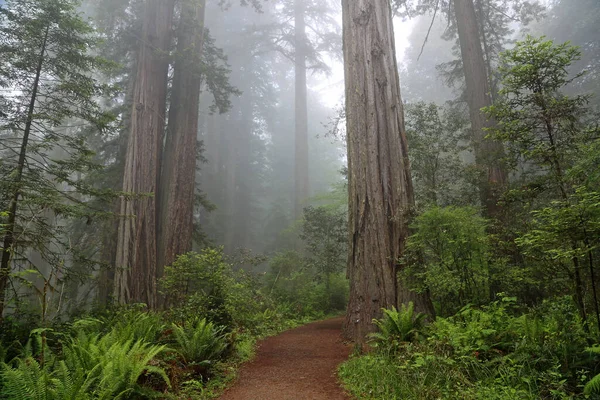 The trail in The Lady Bird Johnson Grove, Redwood National Park, California