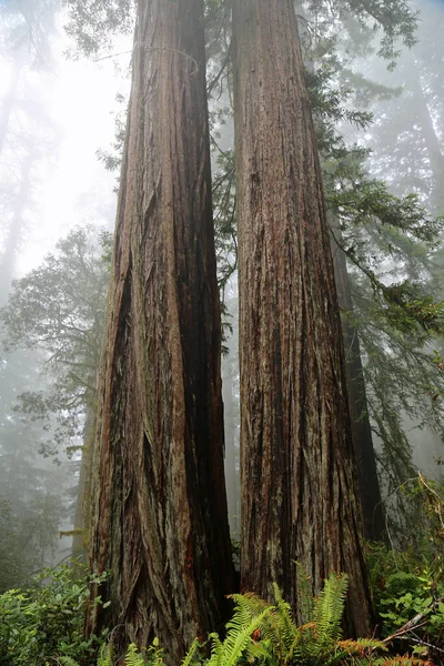 2本の大きなセコイアの木垂直 Lady Bird Johnson Grove Redwood National Park California — ストック写真