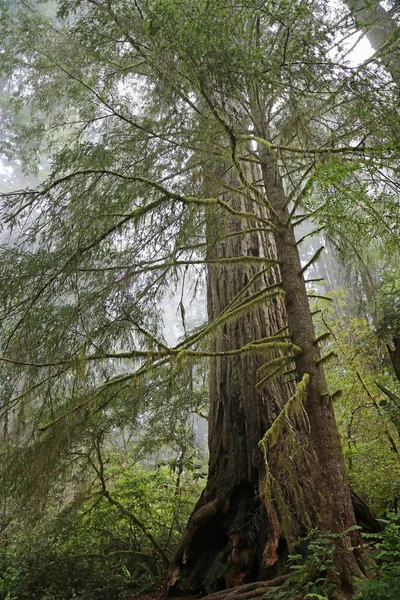 木の後ろの木垂直 Lady Bird Johnson Grove Redwood National Park California — ストック写真