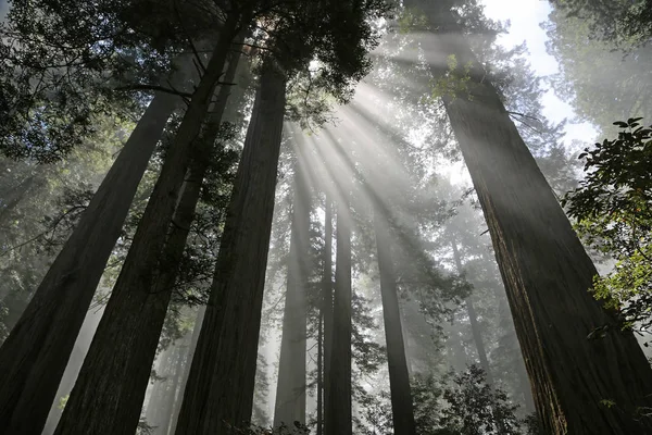 Sunrays and trees - The Lady Bird Johnson Grove, Redwood National Park, California