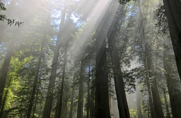 Bäume Und Sonnenstrahlen Lady Bird Johnson Grove Redwood National Park — Stockfoto