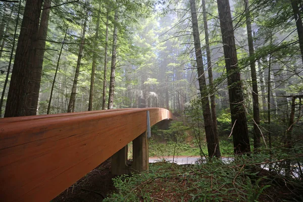 The bridge to The Lady Bird Johnson Grove, Redwood National Park, California