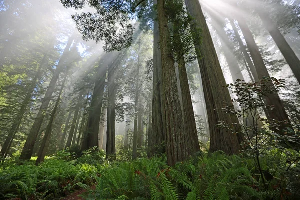 Holy Forest Lady Bird Johnson Grove Národní Park Redwood Kalifornie — Stock fotografie