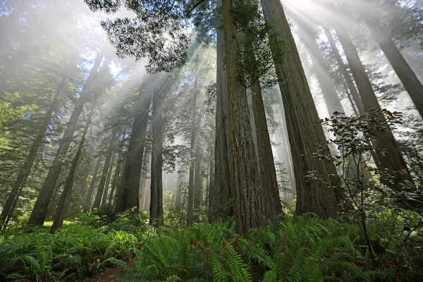 Holy Forest Lady Bird Johnson Grove Redwood National Park Kalifornien Stockbild