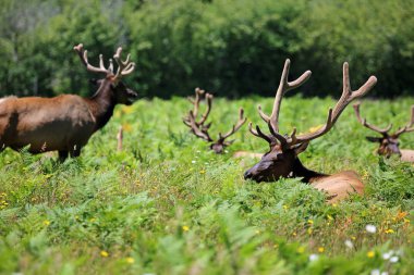 Çayırdaki bir grup geyik Newton B Manzaralı Otoyol, Redwood Ulusal Parkı, Kaliforniya
