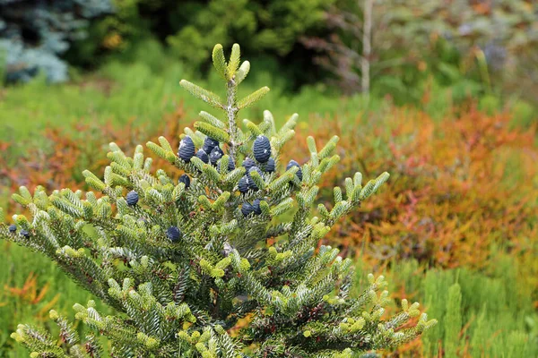 Fichte Mit Blauen Zapfen Kalifornien — Stockfoto