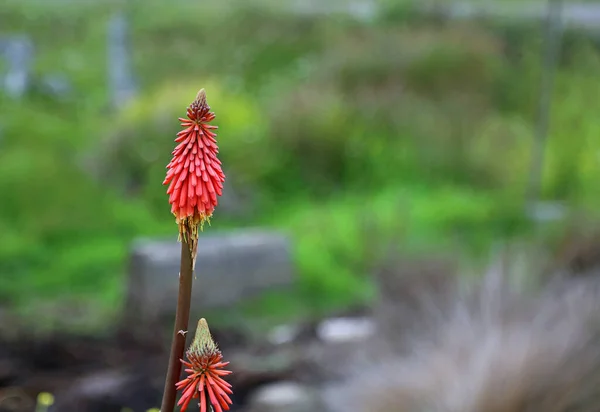 Piros Piszkavas Kniphofia Kalifornia — Stock Fotó