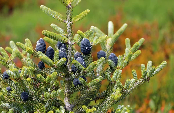 Modré Kužely Věčně Zeleném Stromě Kalifornie — Stock fotografie