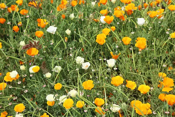 Gul Och Vit Kalifornisk Vallmo Blommor Kalifornien Royaltyfria Stockfoton