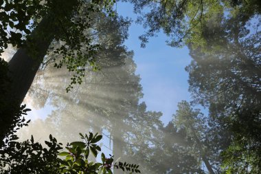Ağacın arkasındaki güneş ışınları - Lady Bird Johnson Grove, Reddwood Ulusal Parkı, Kaliforniya