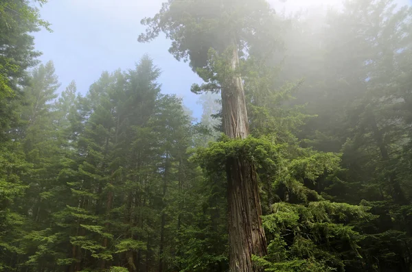 Albero Sequoia Nella Nebbia Mattutina Lady Bird Johnson Grove Reddwood — Foto Stock