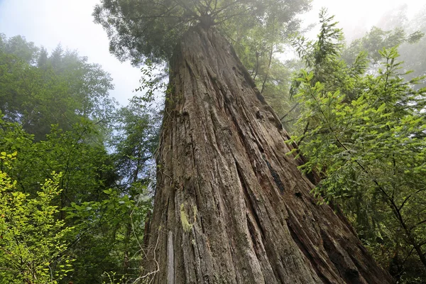 Sequoia Tree Stem Lady Bird Johnson Grove Reddwood National Park — Fotografia de Stock