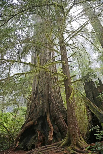 熱帯雨林の垂直 Lady Bird Johnson Grove Reddwood National Park California — ストック写真