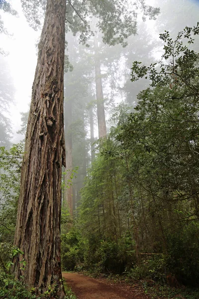 Albero Sequoia Sentiero Lady Bird Johnson Grove Reddwood National Park — Foto Stock