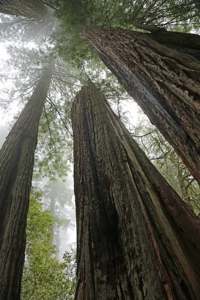 Guardando Verticale Gli Alberi Sequoia Lady Bird Johnson Grove Reddwood — Foto Stock
